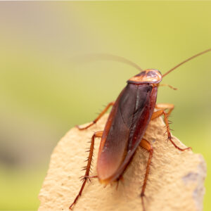 Cockroaches & Ants