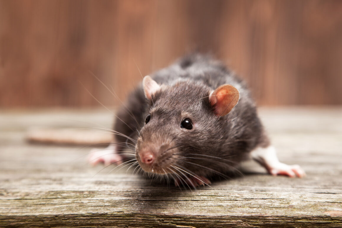Rodent Control (Rats)